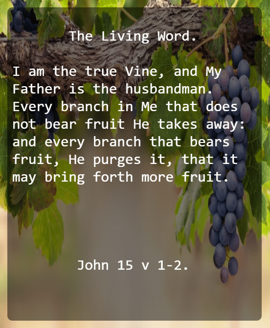 John 15 V 1 2 New